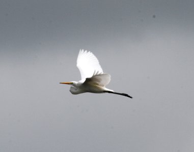 IMG 0812 c Great Egret Whispering Willows Kankakee Co IL 7-29-2015 photo