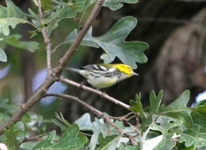 IMG 2355 c Black-throated Green Warbler Hse Kankakee IL 9-14-2015