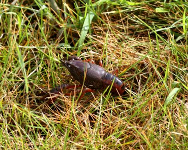 IMG 0726 c Crayfish Whispering Willows Kankakee IL 7-26-2015