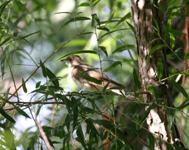 IMG 0944 c Black-billed Cuckoo Whispering Willows Kankakee Co IL 8-6-2015