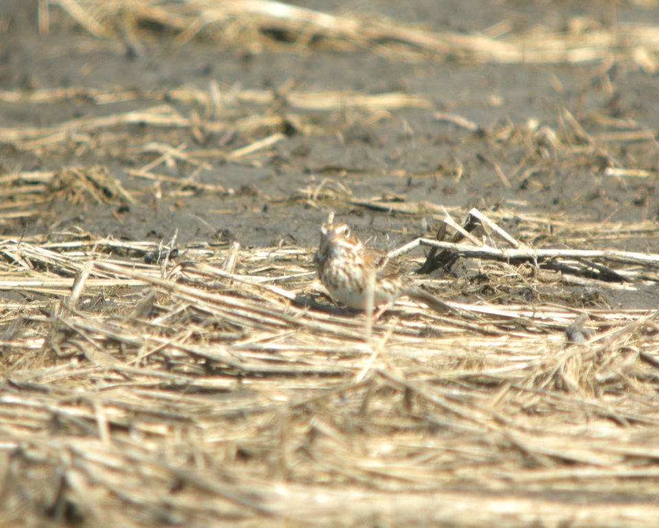 DSCN9790c Vesper Sparrow Whispering Willows Area Kankakee Co IL 3-24-2017