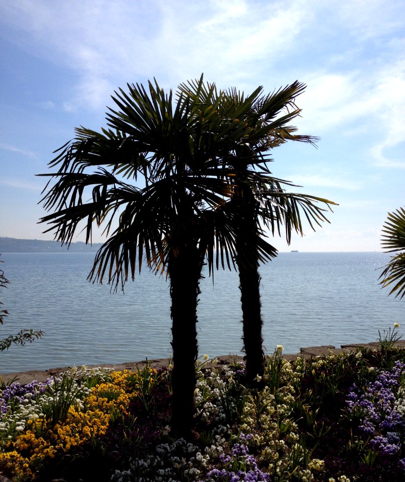 Mainau