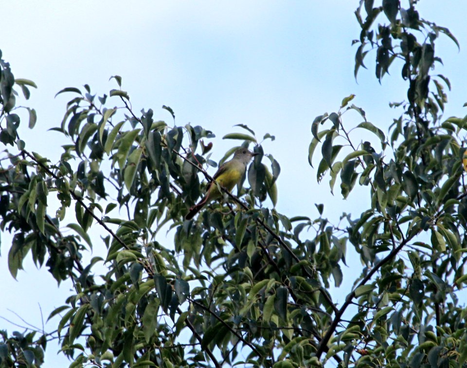IMG 1797 c Great Crested Flycatcher Hse Kankakee IL 9-5-2015