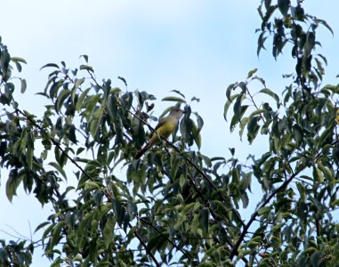 IMG 1797 c Great Crested Flycatcher Hse Kankakee IL 9-5-2015