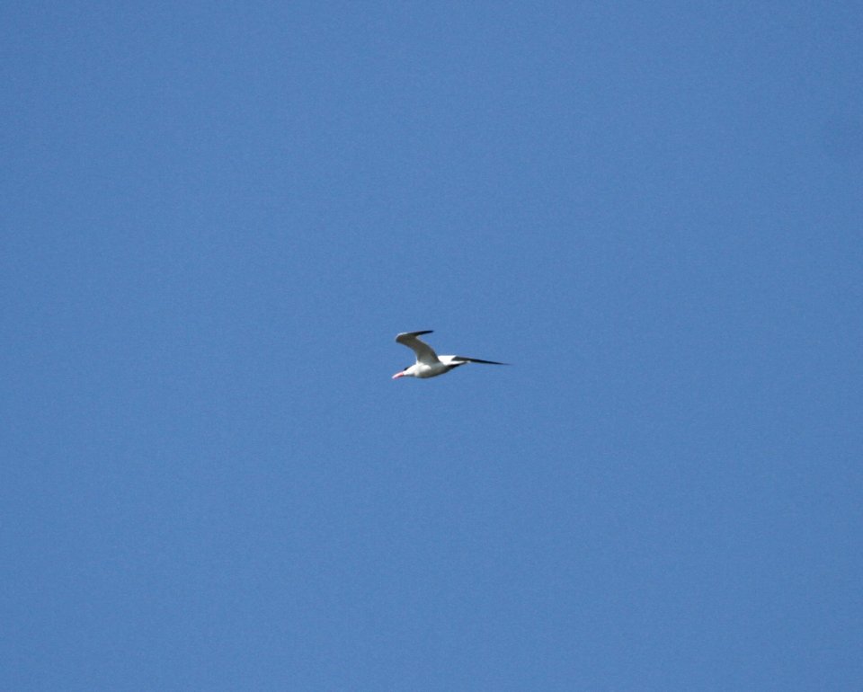 IMG 1220 c Caspian Tern LeVasseur Park Kankakee IL 8-21-2015