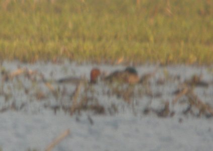 DSCN7544 c Redhead Whispering Willows Bourbonnais IL 7-2-2015