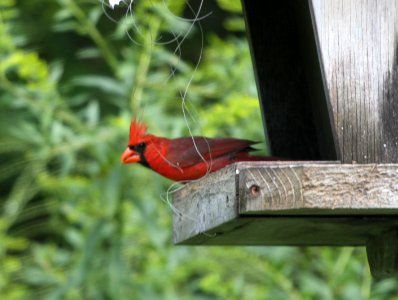 IMG 1095 c Northern Cardinal Hse Kankakee IL 8-12-2015