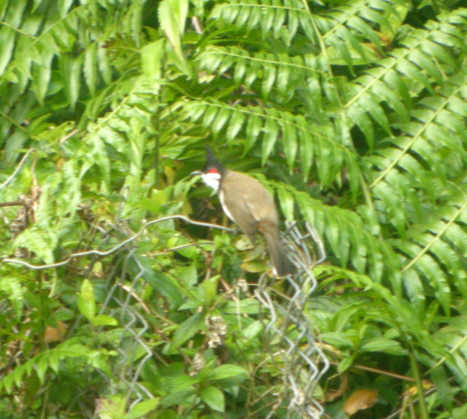 DSCN5933 c Red-whiskered Bulbul Valley of the Temples Kaneohe HI 3-17-2015