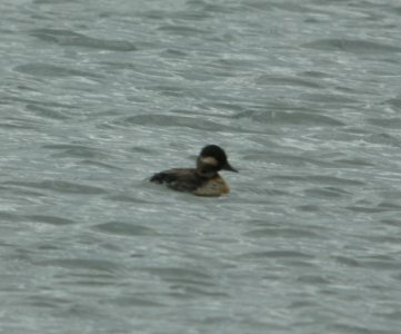 DSCN6651 c Bufflehead Willow Slough FWA IN 5-12-2015 photo