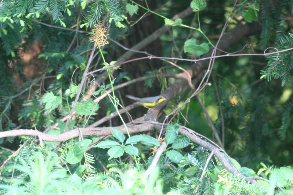 IMG 9957c Canada Warbler Hse Kankakee IL 5-19-2018