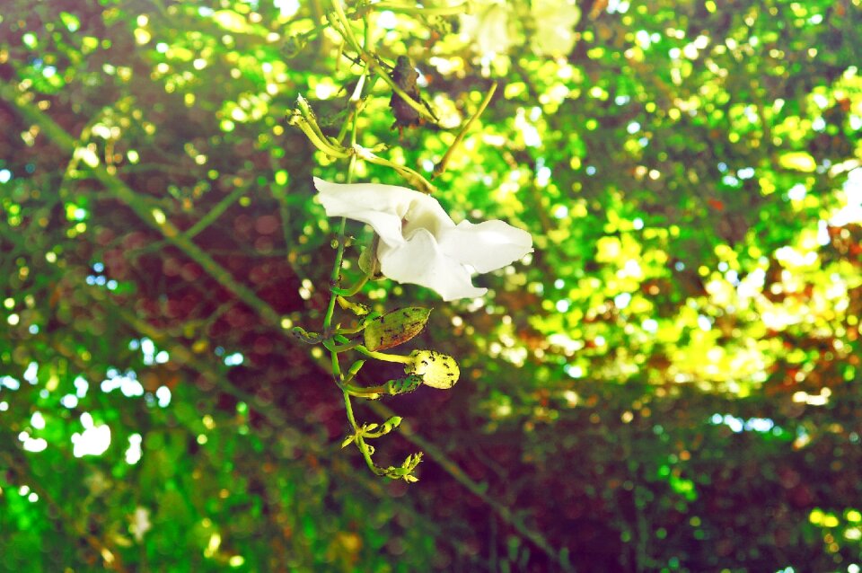 Leaves branches nature