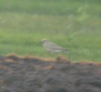 DSCN8225 c Black-bellied Plover Sod Farm Momence IL 9-11-2015