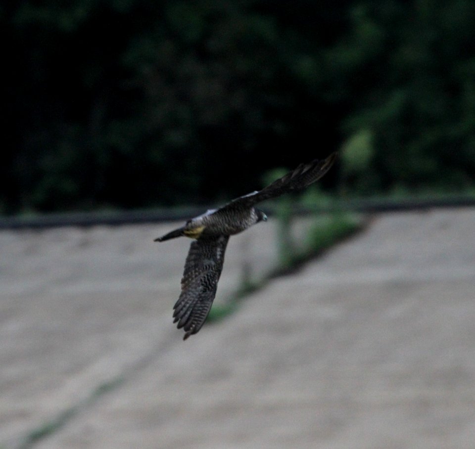 IMG 1163 c Peregrine Falcon Metro Sewer Kankakee IL 8-19-2015