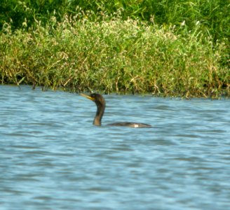 DSCN7974 c DC Cormorant Whispering Willows Kankakee Co IL 8-17-2015