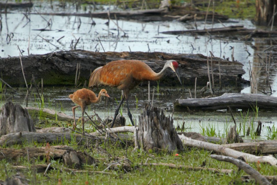 IMG 8280c Sandhill Crane (juv) LaSalle FWA IN 7-14-2017