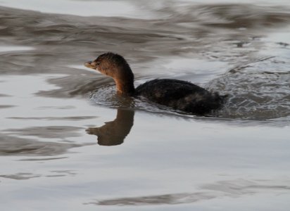 IMG 3522c Pied-billed Grebe Perry Farm Park Bourbonnais IL 1-13-2017
