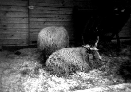 Holga 120FN - Some Special Sheep