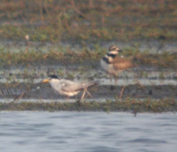 DSCN7566 c Least Tern Whispering Willows Bourbonnais IL 7-6-2015