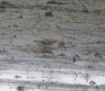 DSCN6524 c Least Sandpiper Whispering Willows Bourbonnais IL 5-4-2015