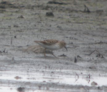 DSCN6524 c Least Sandpiper Whispering Willows Bourbonnais IL 5-4-2015 photo