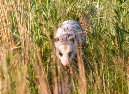 IMG 8139c Opossum Kankakee Sands Newton Co IN 6-6-2016