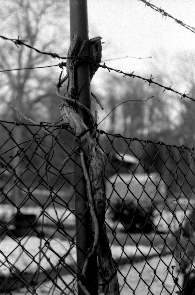 Praktica MTL5 + Industar-61 L/Z - Wooden Snaken on the Fence