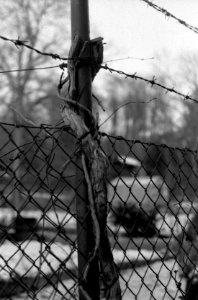 Praktica MTL5 + Industar-61 L/Z - Wooden Snaken on the Fence