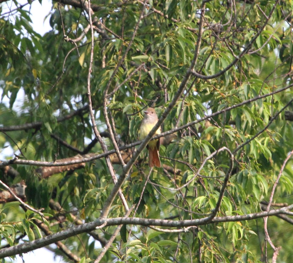 IMG 0266 c Great Crested Flycatcher Pembroke Twp Kankakee Co IL 7-4-2015