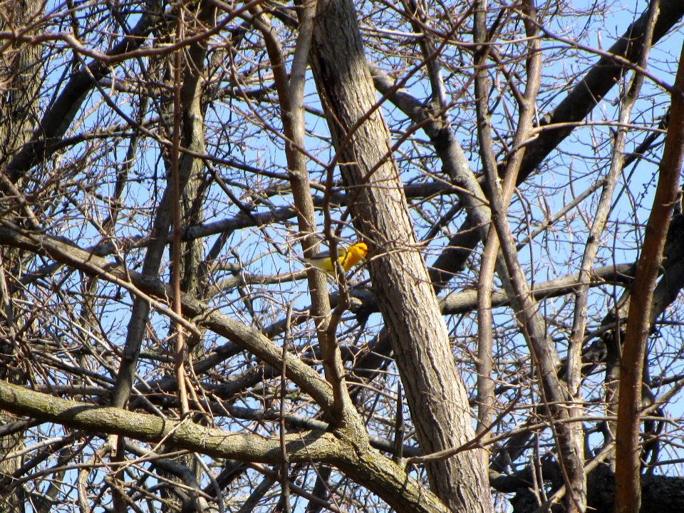 IMG 0014c Prothonotary Warbler Gar Creek Kankakee IL 4-30-2018