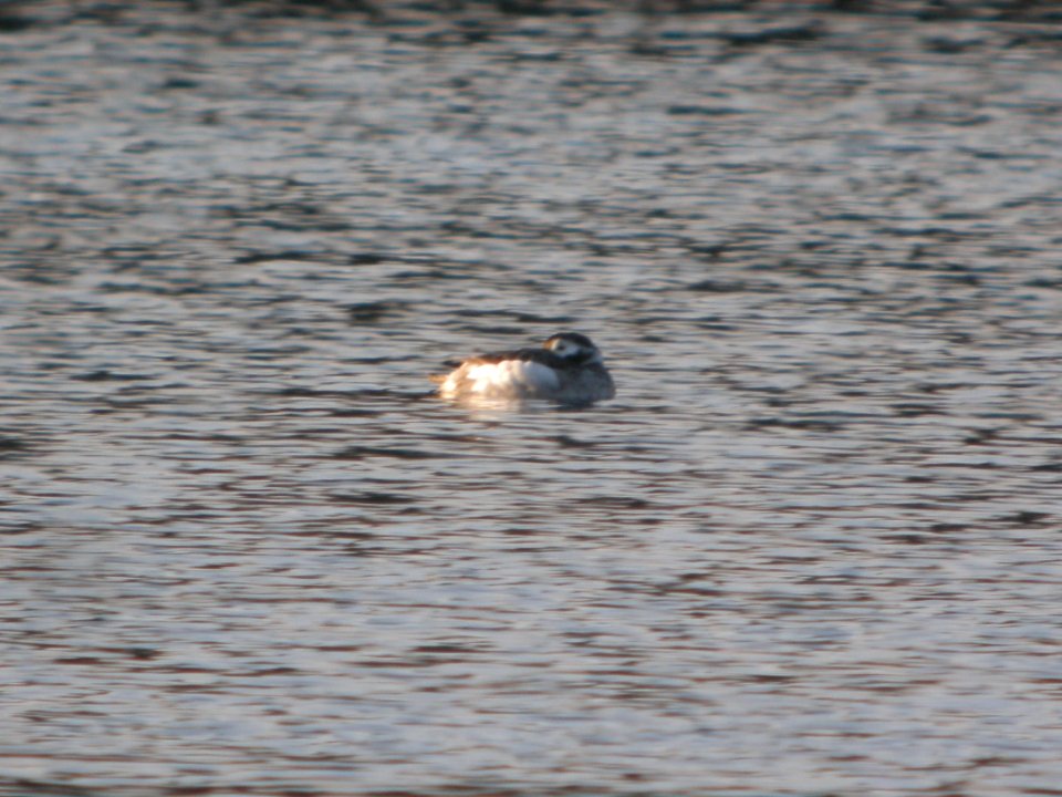 DSCN9581c Long-tailed Duck Willow Slough FWA IN 4-5-2018