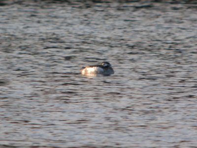 DSCN9581c Long-tailed Duck Willow Slough FWA IN 4-5-2018