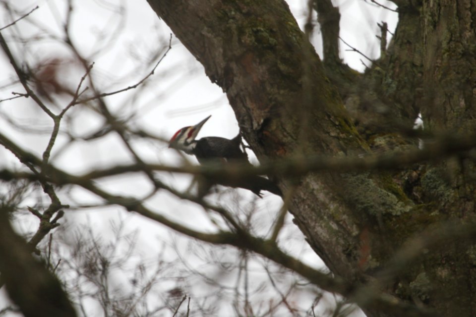 IMG 8538c Pileated Woodpecker KRSP Kankakee Co IL 4-3-2018