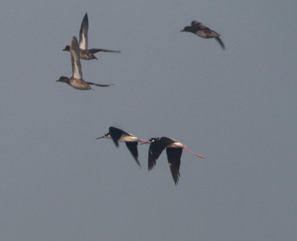 IMG 1601 c Green-winged Teal Black-necked Stilt Kankakee Sands IN 8-28-2015