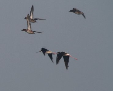 IMG 1601 c Green-winged Teal Black-necked Stilt Kankakee Sands IN 8-28-2015