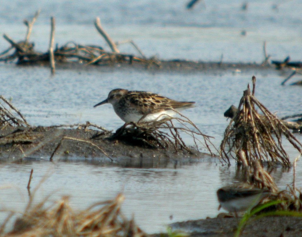 DSCN7301 c Western Sandpiper Kankakee Co IL 6-4-11