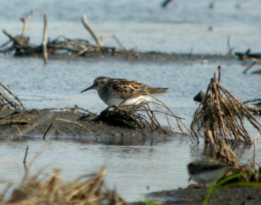 DSCN7301 c Western Sandpiper Kankakee Co IL 6-4-11 photo