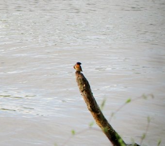 IMG 1599 c Barn Swallow Kankakee IL 5-29-2015