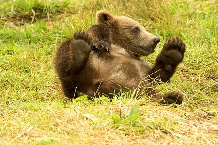 Rolling wildlife nature