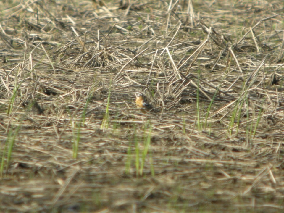 DSCN9862c Smith's Longspur Willowhaven Area Kankakee Co IL 5-5-2018