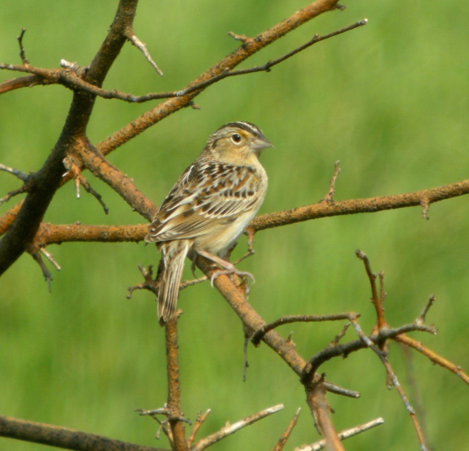 DSCN6488 c Grasshopper Sparrow TNC Kankakee Sands IN 5-3-2015