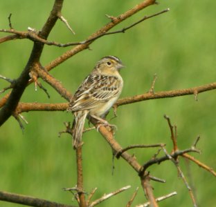 DSCN6488 c Grasshopper Sparrow TNC Kankakee Sands IN 5-3-2015