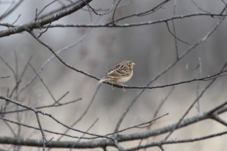 IMG 9080c Grasshopper Sparrow Pembroke Twp Kankakee Co IL 4-21-2018