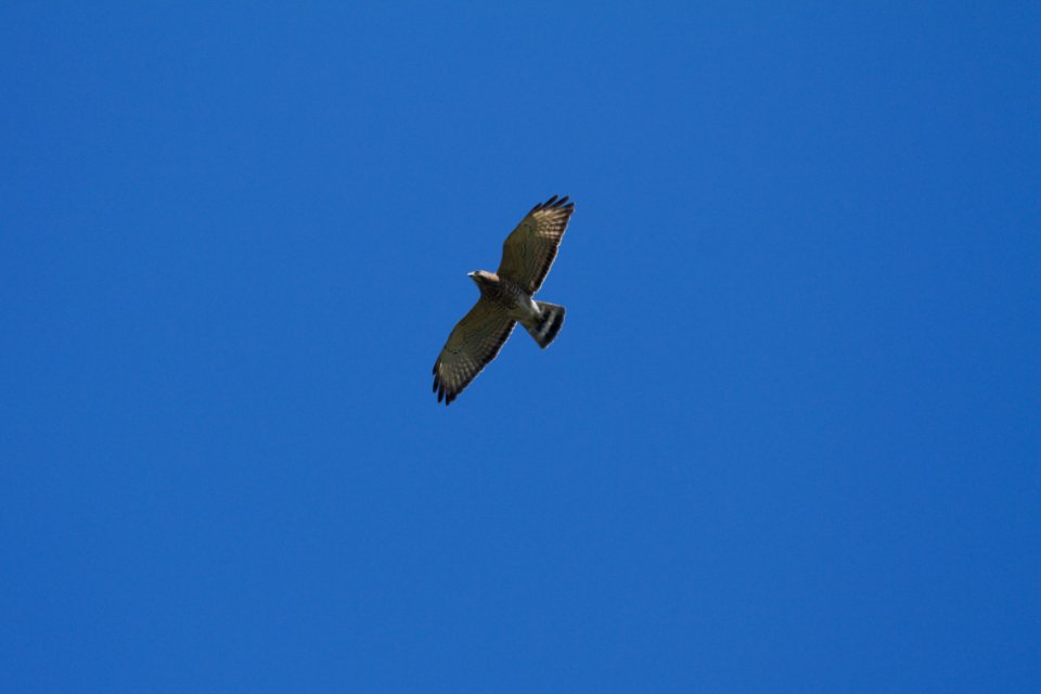 IMG 5980c Broad-winged Hawk Hse Kankakee IL 4-20-2017