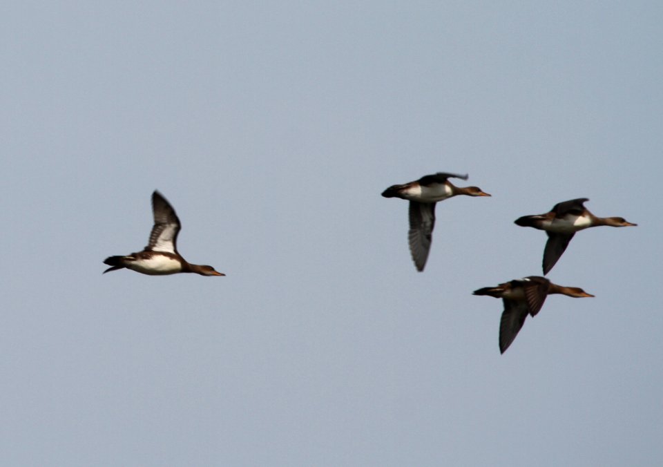 IMG 0215 c Hooded Merganser Whispering Willows Bourbonnais IL 7-3-2015
