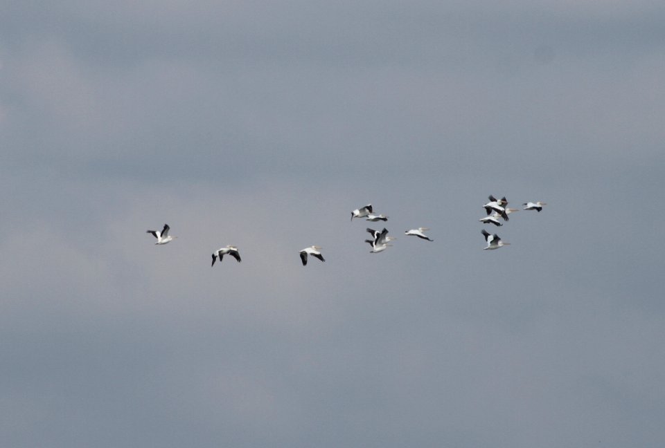 IMG 0193 c American White Pelican  Whispering Willows Bourbonnais IL 7-2-2015