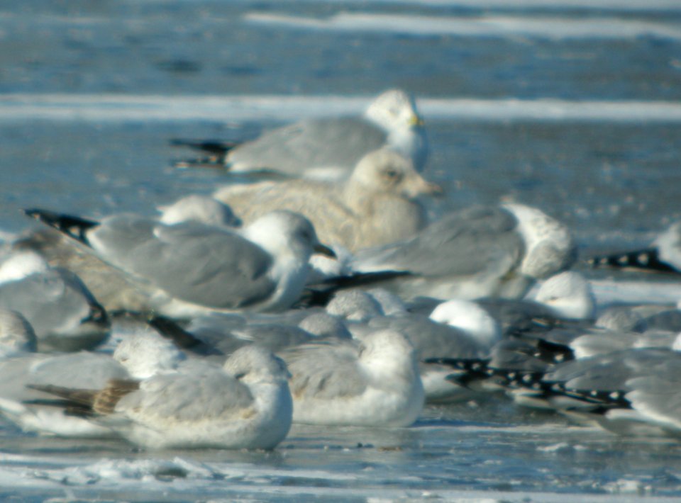 DSCN5577 c Glaucous Gull Dam Wilmington IL 2-23-2015