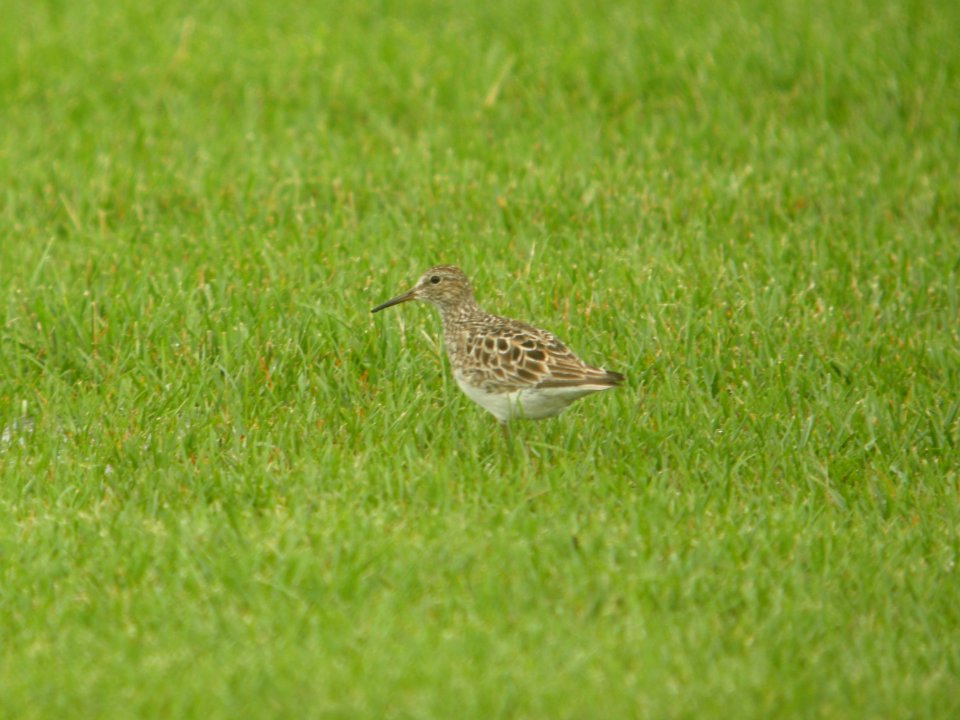 DSCN8794c Pectoral Sandpiper H & E Sod Farm Momence IL 7-22-2017