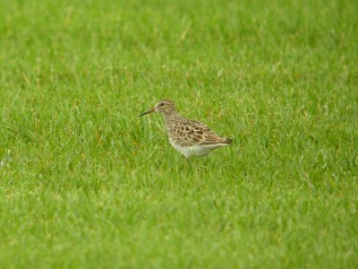 DSCN8794c Pectoral Sandpiper H & E Sod Farm Momence IL 7-22-2017