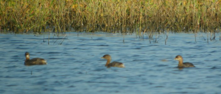DSCN7938c Pied-billed Grebe Whispering Willows Area Kankakee Co IL 9-6-2016