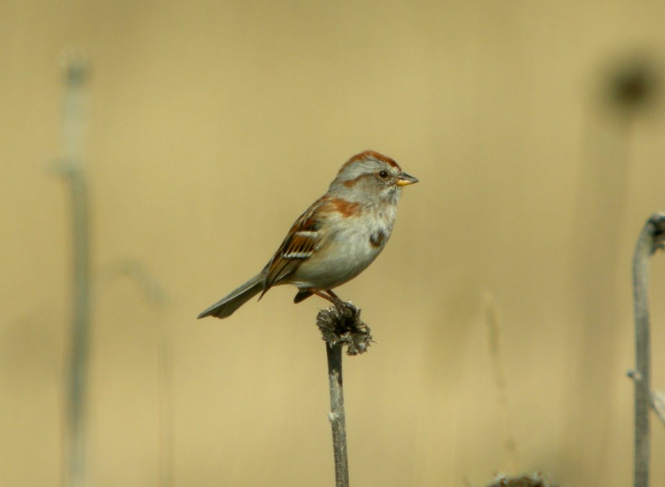 DSCN6154 c American Tree Sparrow TNC Kankakee Sands IN 4-15-2015